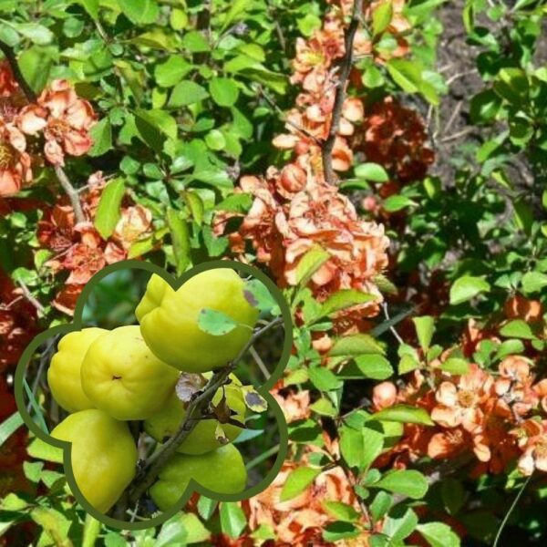 Japaninruusukvitteni