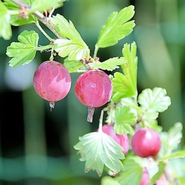 Karviainen, punainen ja keltainen