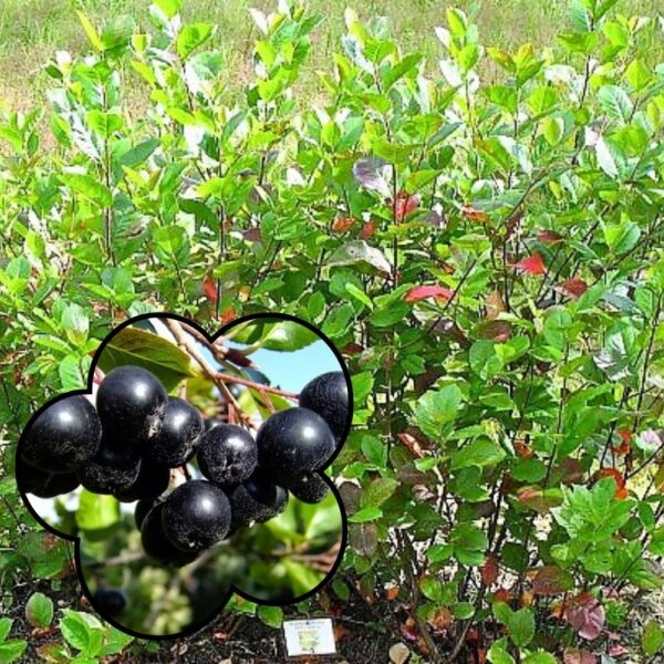 Koristearonia