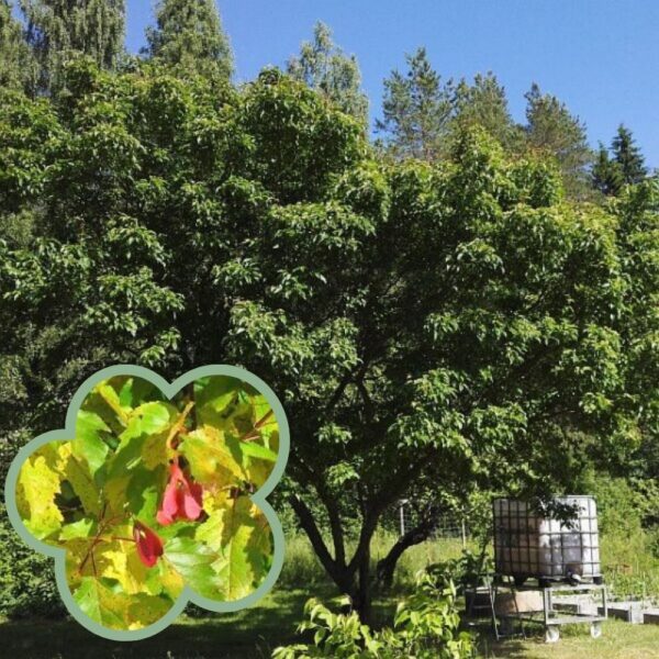 Mongolianpikkuvaahtera