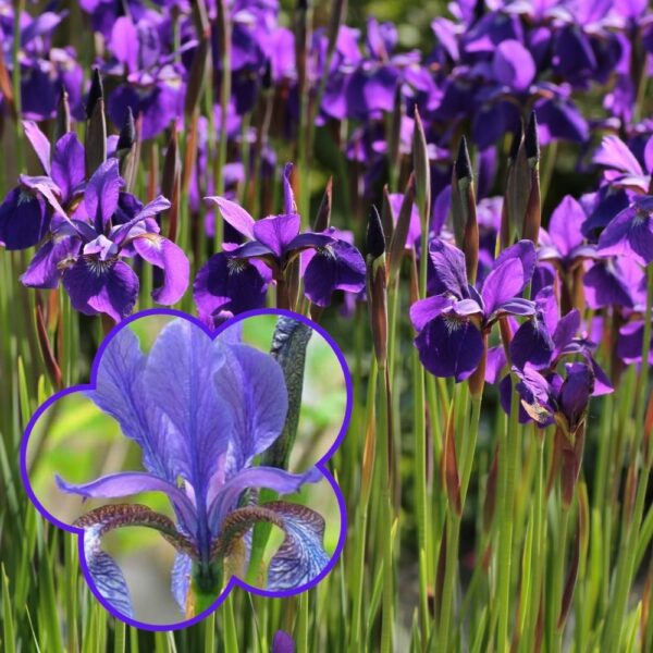 Siperiankurjenmiekka