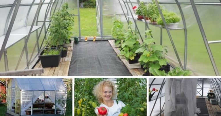 Kasvihuoneen valinta – näin löydät kestävän mallin Suomen olosuhteisiin
