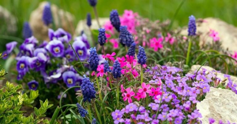 Kukkia koko kesäksi: keväällä kukkivia perennoja