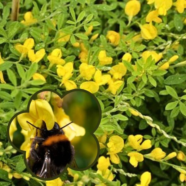 Suikerovihma 'Niilo'