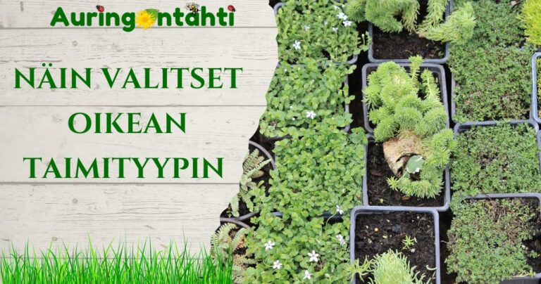 Näin valitset oikean taimityypin