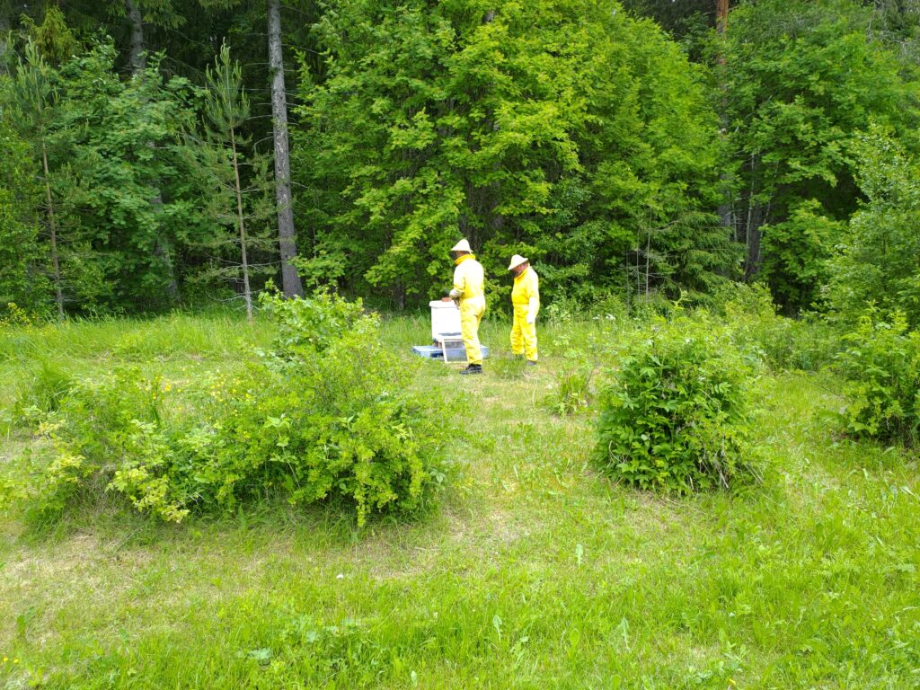 Mehiläiset saapuvat Auringontähden puutarhaan.