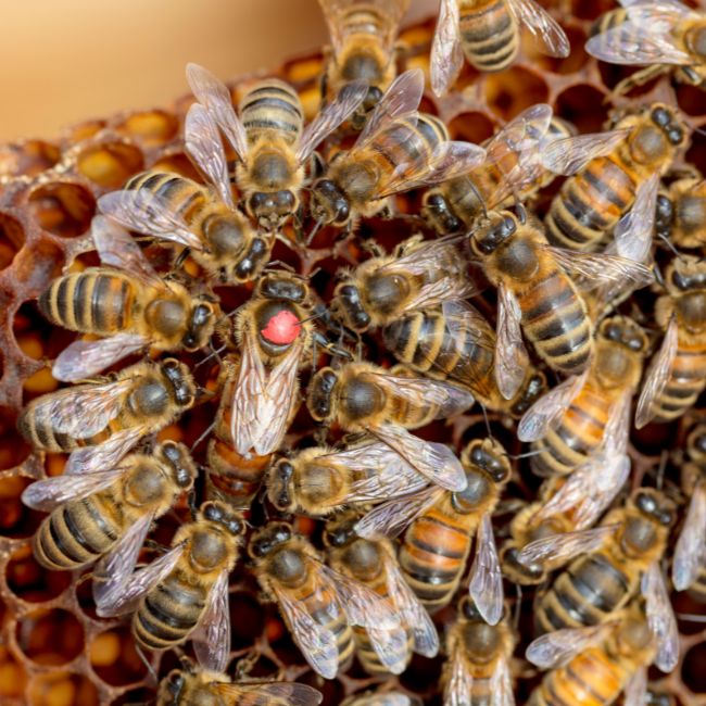 Mehiläiset hoivaavat emoaan.