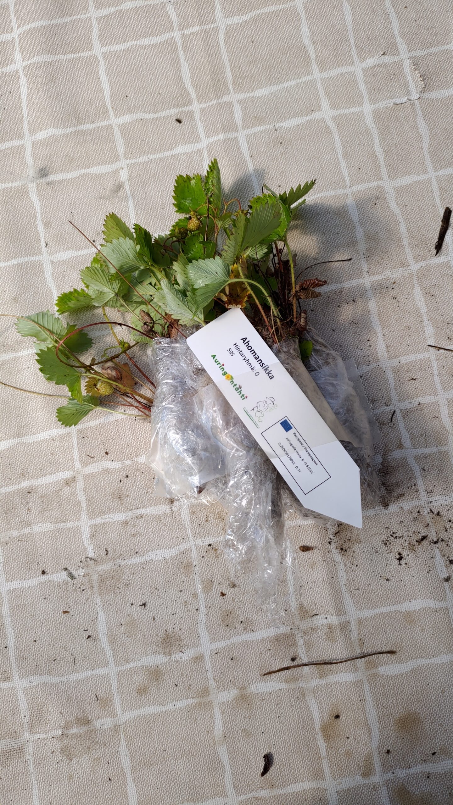 Mansikan rönsytaimet paketissaan.