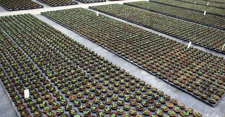 Ruukkutaimen ympäristövaikutukset numeroina – mitä turve, muovi ja kuljetus todella tarkoittavat?