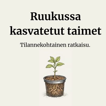 Ruukussa kasvatetut taimet