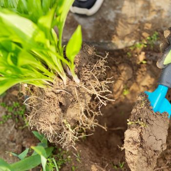 TAIMET – osa elävää ekosysteemiä