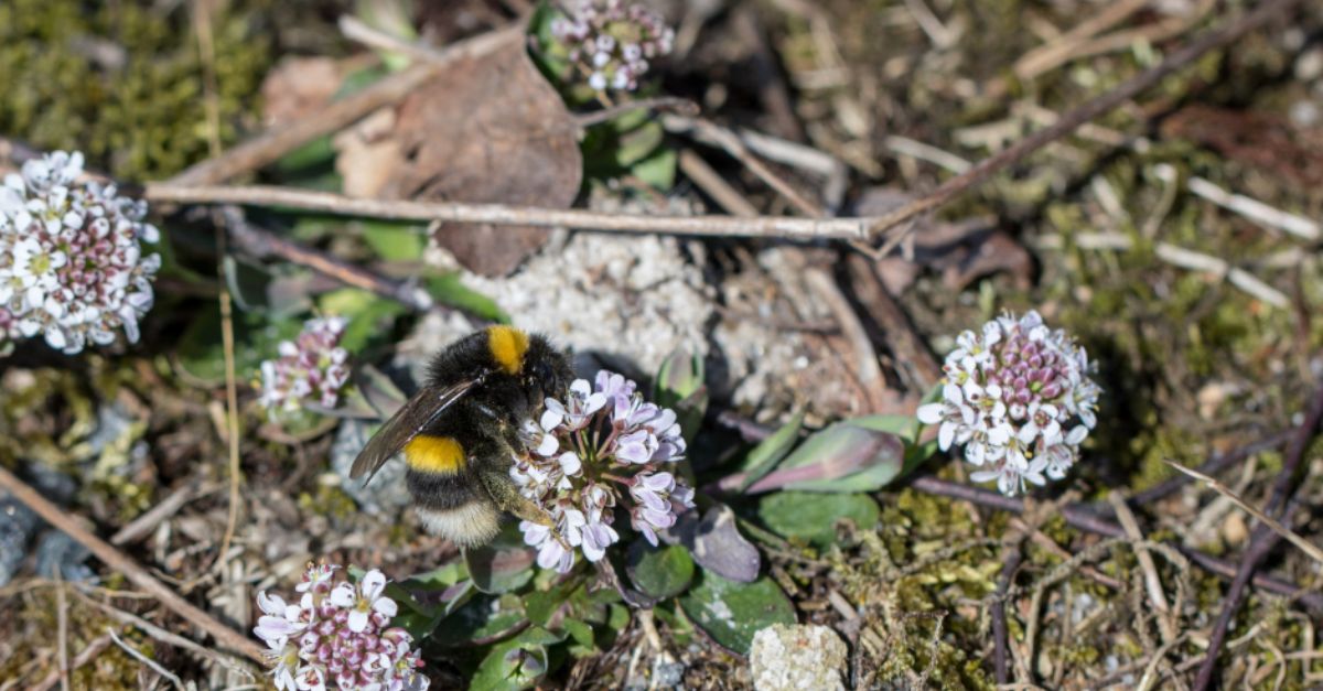 Ketotaskuruoho luonnonniityllä, kimalainen pölyttämässä kukkaa.