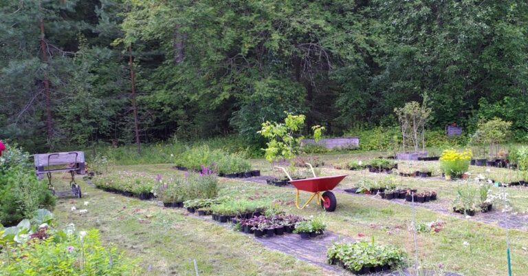 Miksi ruukkutaimi ei ole neutraali valinta – taimituotannon ympäristövaikutukset käytännössä