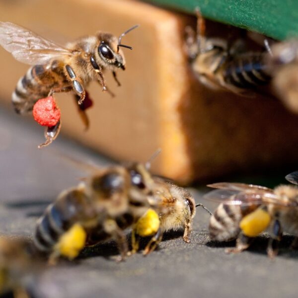 Hunaja ja muut mehiläistuotteet