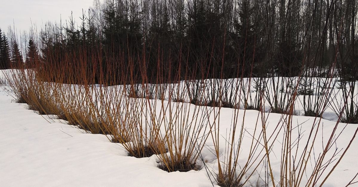 korallisalava aidanne pellolla talvella nopeasti kasvava paju näkösuojaksi