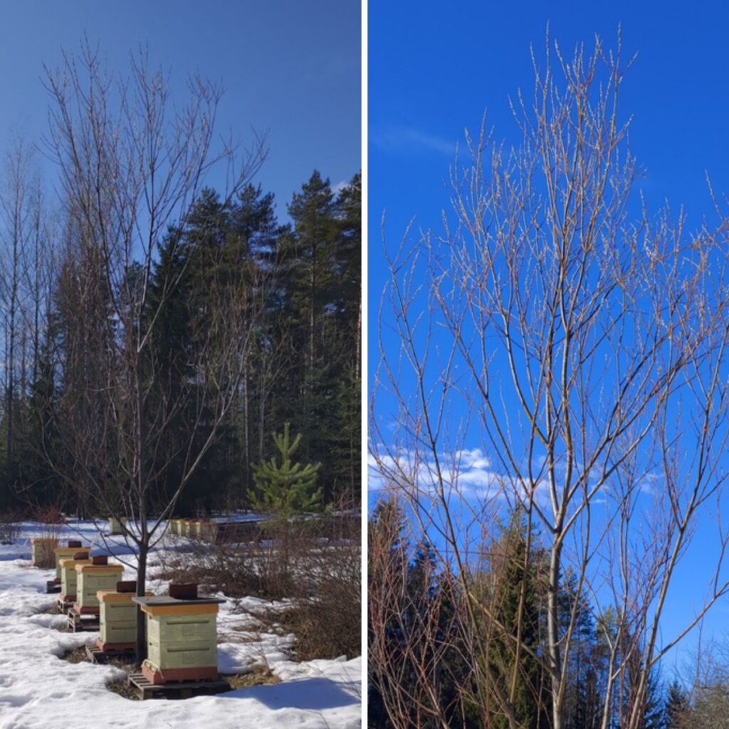 huurrepaju puu pajunkissat mehiläispesät varhainen kukinta pölyttäjille