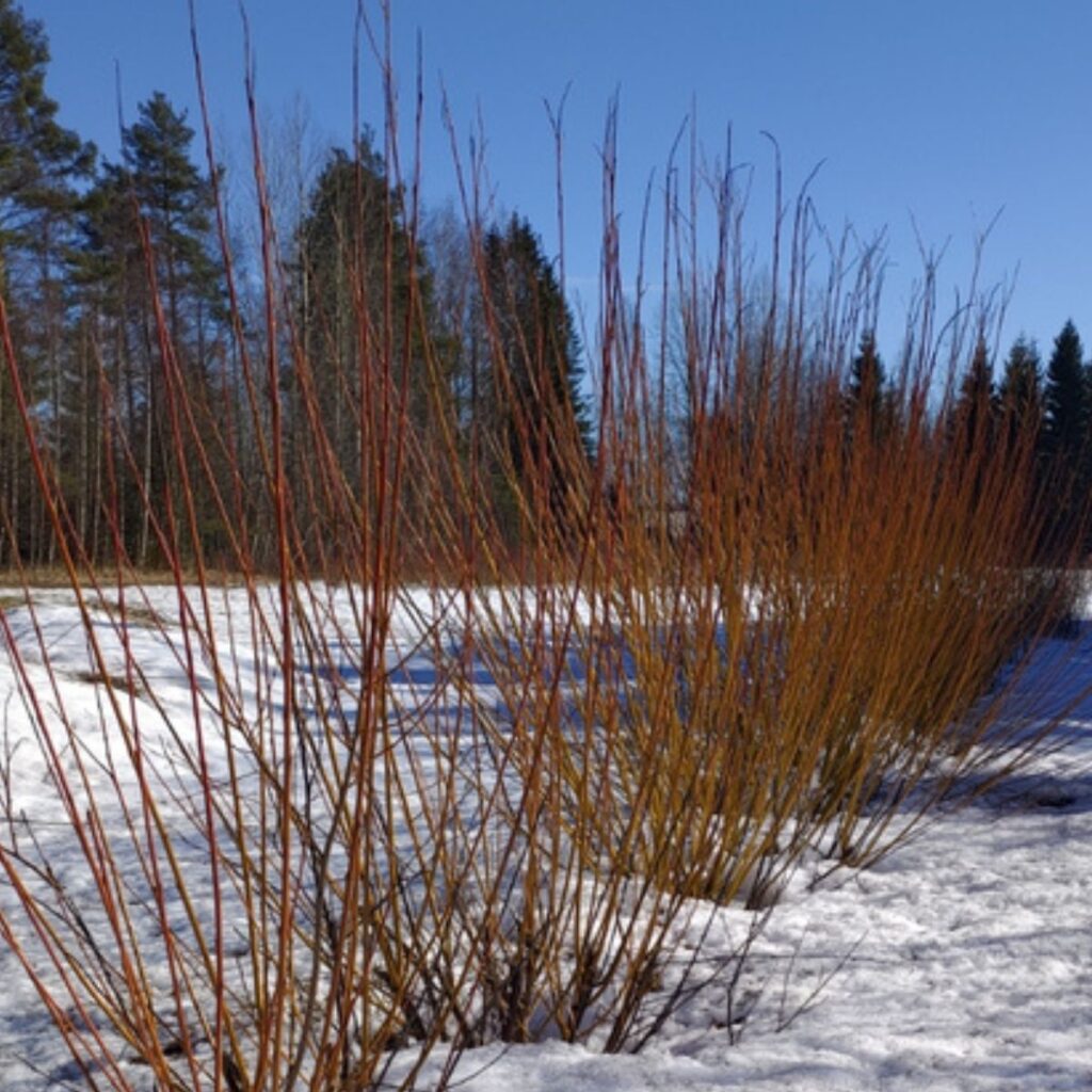 korallisalava aidanne leikattu paju hallittu kasvu värikkäät versot
