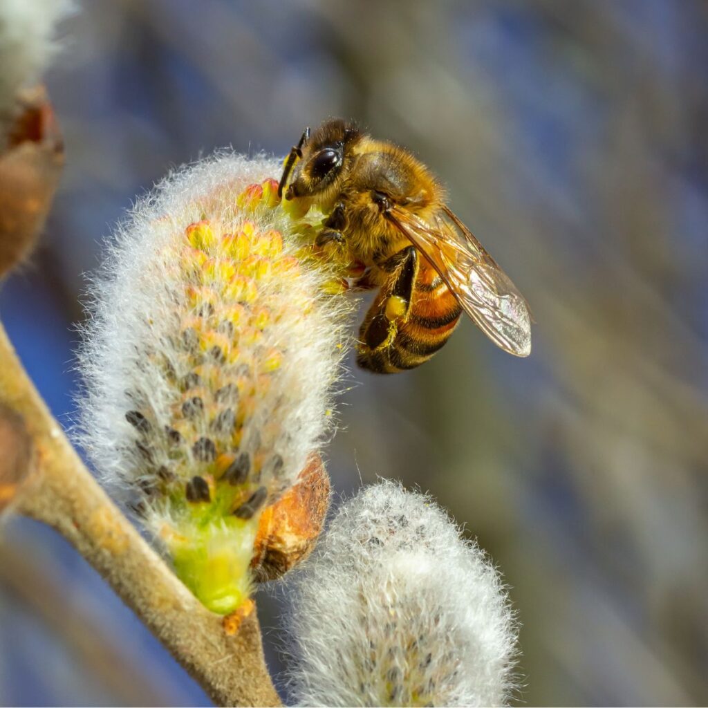mehiläinen pajunkissassa pajun kukinta pölyttäjät keväällä ravinto