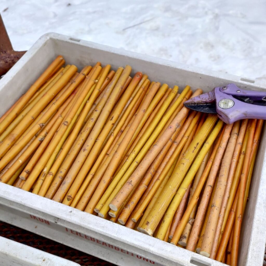 pajupistokkaat laatikossa
