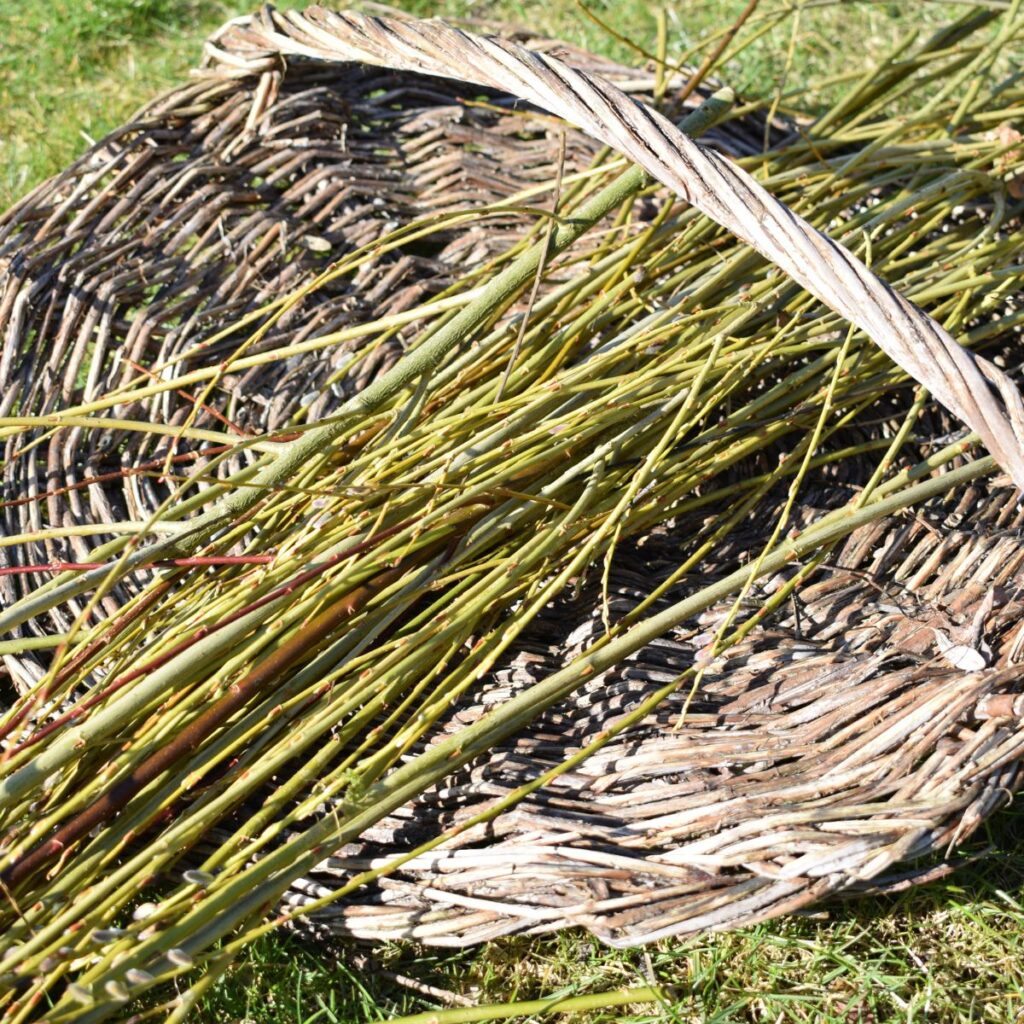 pajun versot punontaan korissa pajusta tehty materiaali puutarhassa